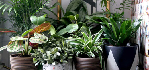 комнатные растения в домашнем интерьре